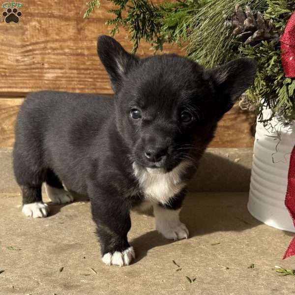 Dave, Pembroke Welsh Corgi Puppy